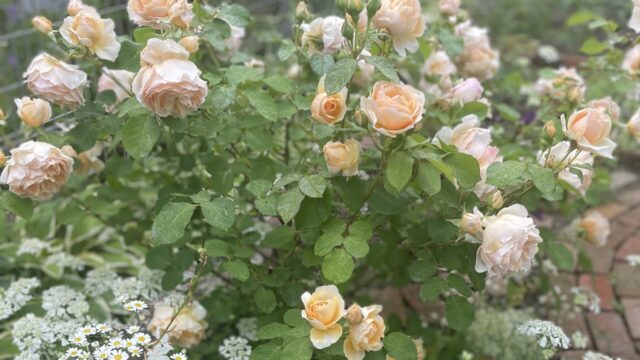 雨にあたったアンナフェンディ